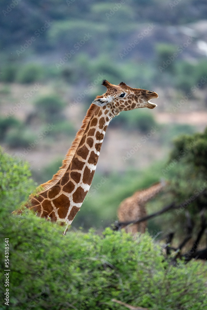 Reticulated giraffe (Giraffa camelopardalis reticulata) stands behind bush opening mouth; Segera, Laikipia, Kenya Reticulated giraffe (Giraffa camelopardalis reticulata) stands behind bush opening mouth; Segera, Laikipia, Kenya