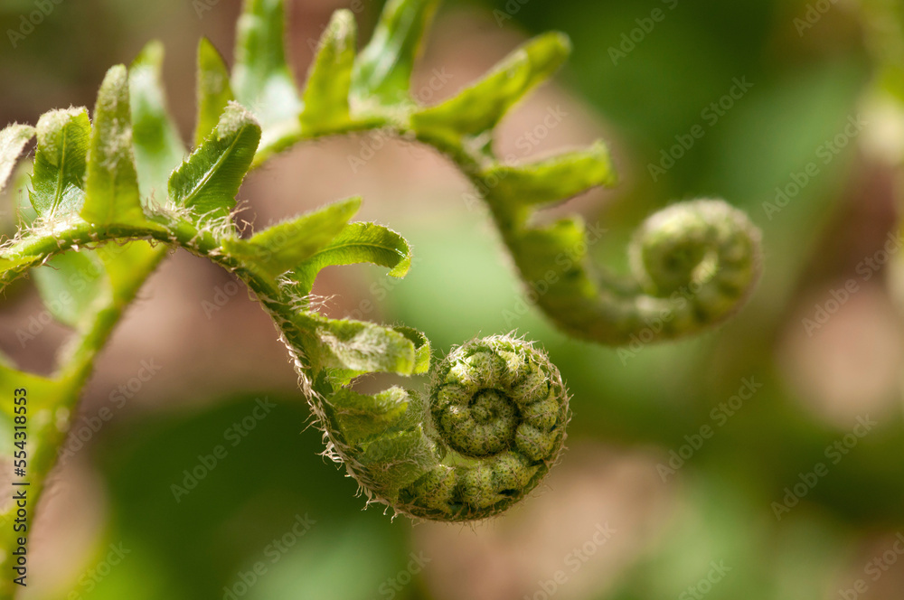Fronds of a log fern, Dryopteris celsa, unfurling in springtime.; Framingham, Massachusetts. Fronds of a log fern, Dryopteris celsa, unfurling in springtime.; Framingham, Massachusetts.