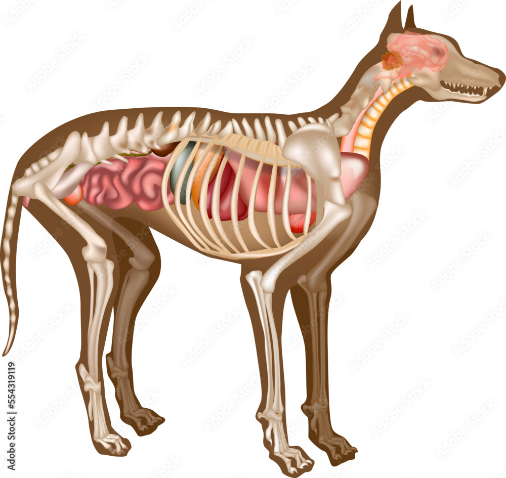 Canine Internal Anatomy Chart. Anatomy of dog with inside organ ...