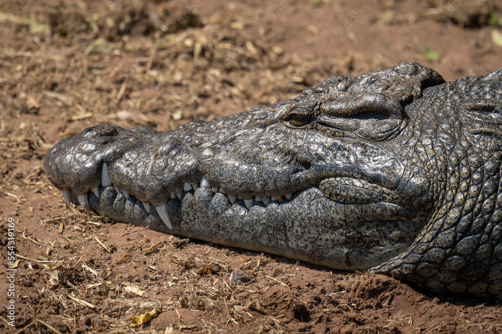 Close-up of Nile crocodile head (Crocodylus niloticus) on riverbank in Chobe National Park; Botswana Close-up of Nile crocodile head (Crocodylus niloticus) on riverbank in Chobe National Park; Botswana
