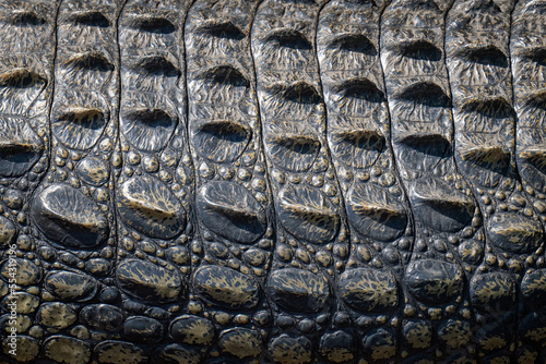 Close-up of Nile crocodile (Crocodylus niloticus) skin in sun in Chobe National Park; Botswana photo