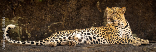 Panorama of Leopard (Panthera pardus) lying on rocky ledge; Kenya