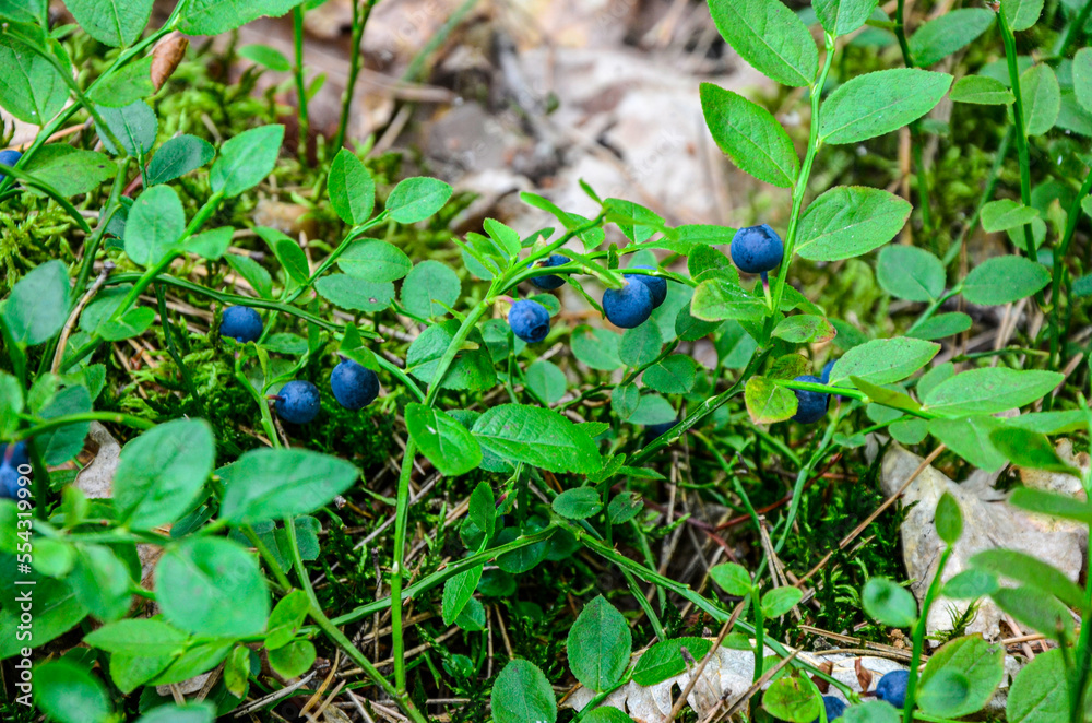 Ripe wild blueberries in the wood . Ripe wild blueberries in the wood .