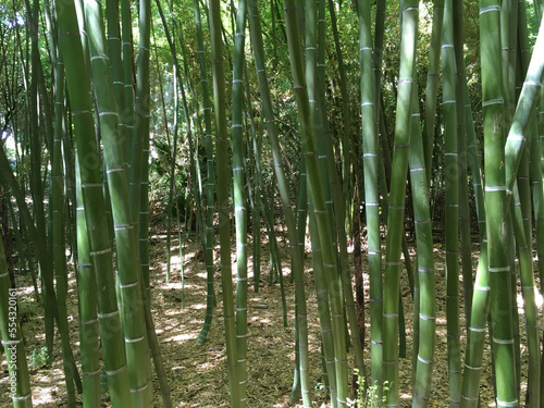 Green bamboo forest in the garden