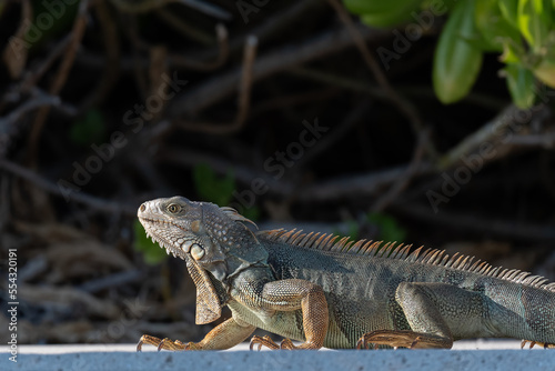 A Green Iguana (Iguana iguana), an invasive species in the Florida Keys, USA.