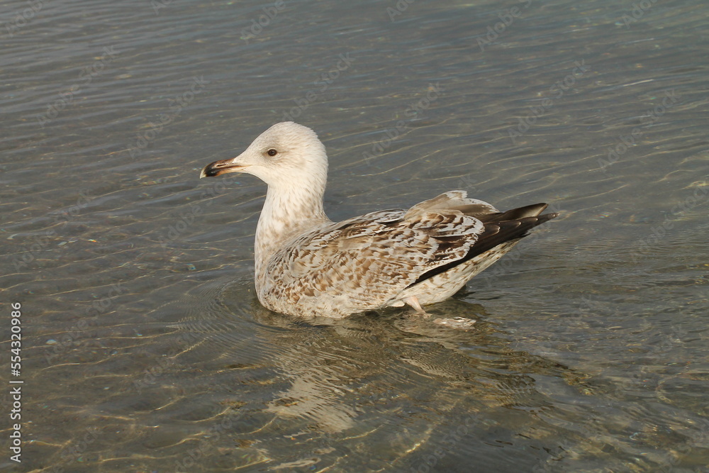 duck duck
