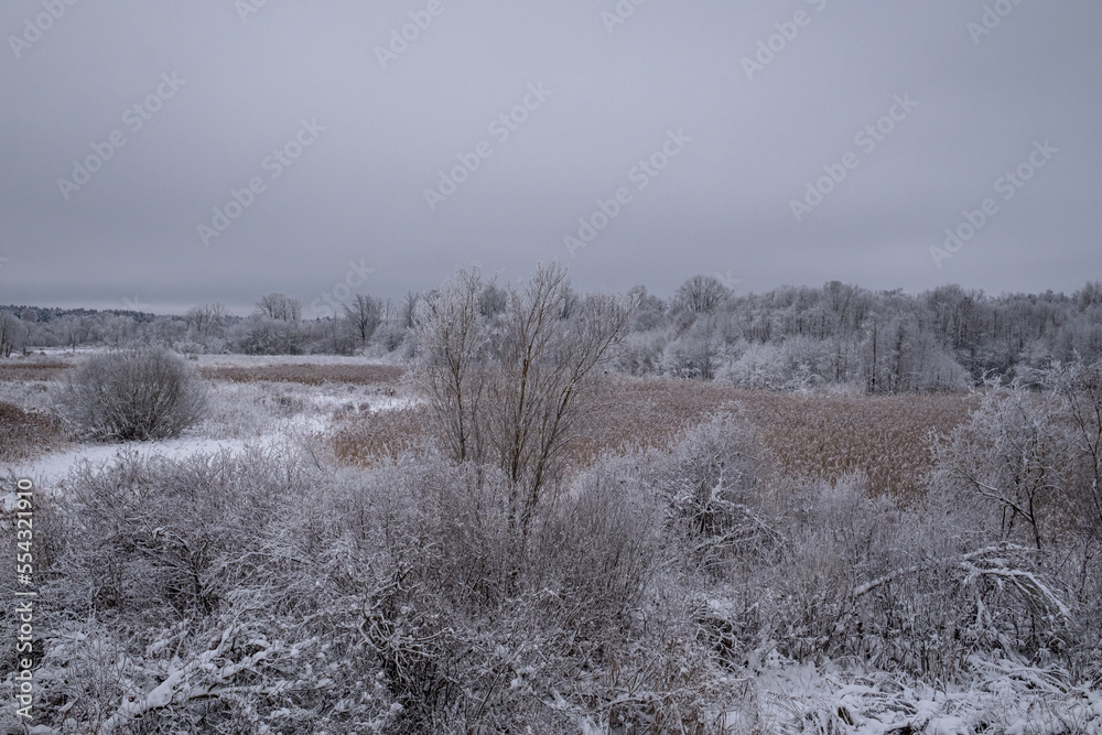 winter landscape, snow covered field overgrown with grass, reeds, bush, trees.