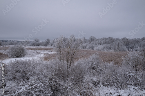 Wallpaper Mural winter landscape, snow covered field overgrown with grass, reeds, bush, trees. Torontodigital.ca