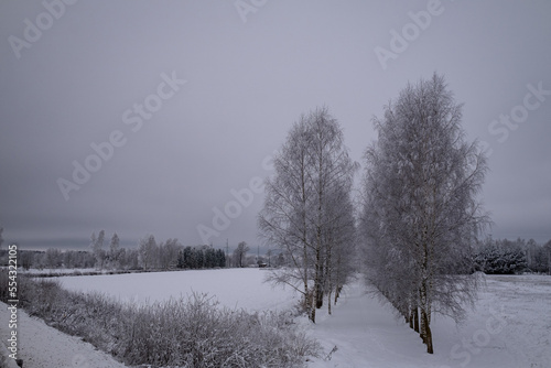 Winter landscape with birch alley on empty snow covered field. Gloomy overcast morning with cloudy sky. Latvia near Jelgava town bypass road © Neils