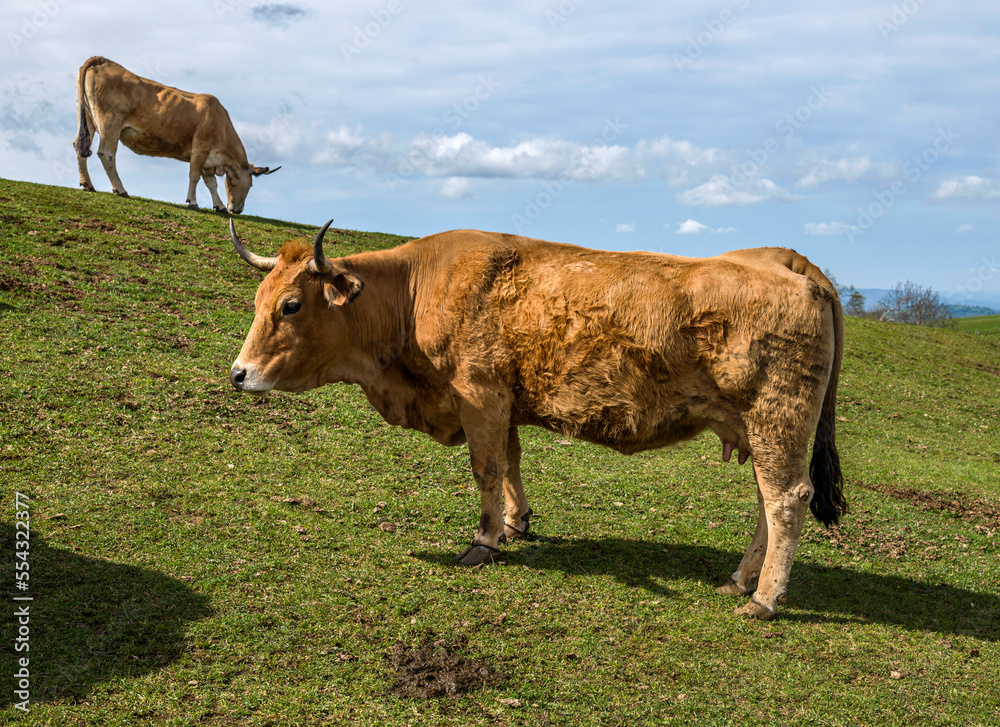 Vache Aubrac à Prades-d'Aubrac, Aveyron, France Vache Aubrac à Prades-d'Aubrac, Aveyron, France