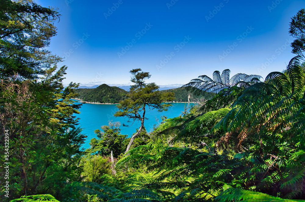 View along the Abel Tasman Coast Track in Abel Tasman National Park, South Island, New Zealand. In the foreground lush rainforest with tree ferns.
