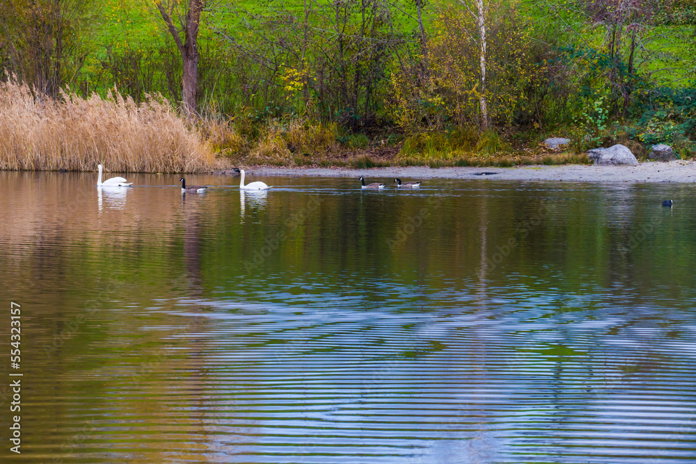 Autumn landscape at lake with waterbirds on beautiful water surface Autumn landscape at lake with waterbirds on beautiful water surface
