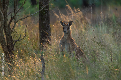 Wild Kangaroos seen in bush, outback area of Queensland at sunset.  photo