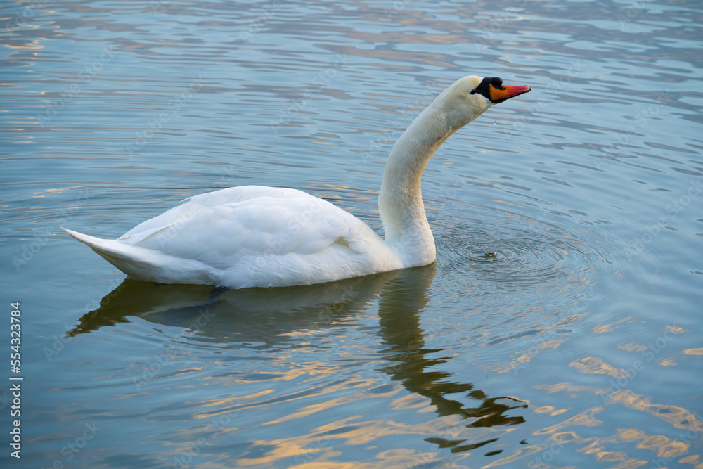 Fototapeta premium White swan swimming on blue water of lake