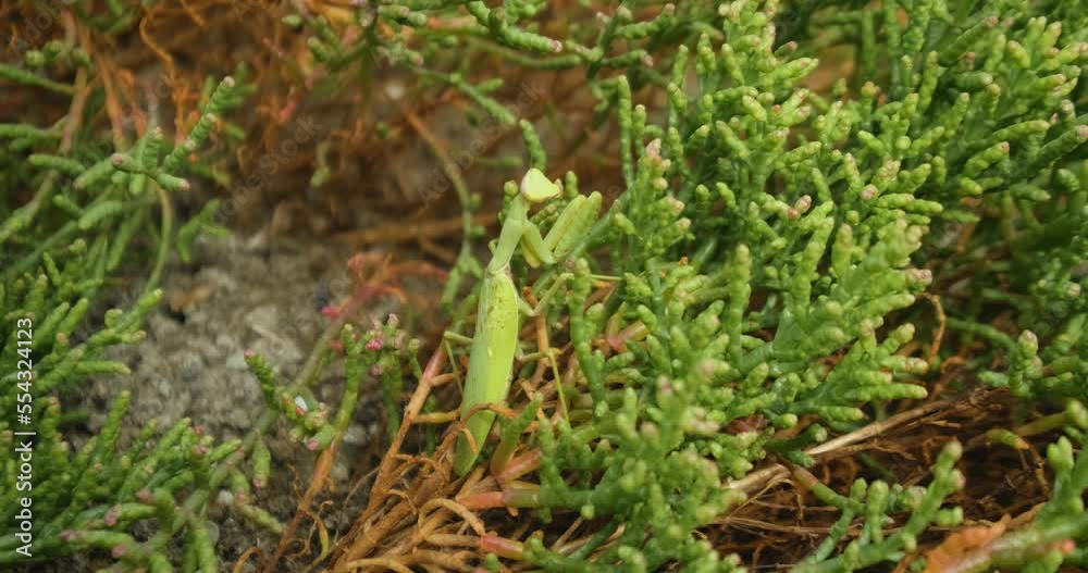 Close up of European mantis or Mantis religiosa in the grass Close up of European mantis or Mantis religiosa in the grass