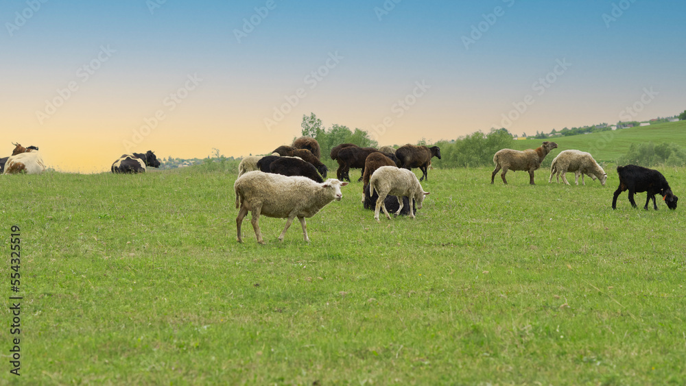 A flock of sheep on a green picturesque meadow. There are several cows in the background, a village in the distance.