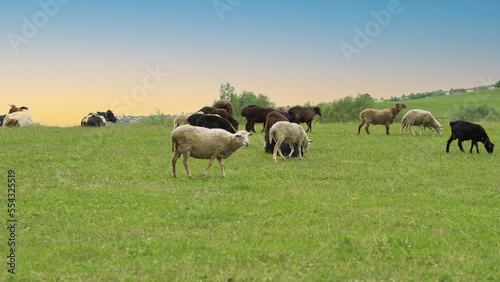 A flock of sheep on a green picturesque meadow. There are several cows in the background  a village in the distance.