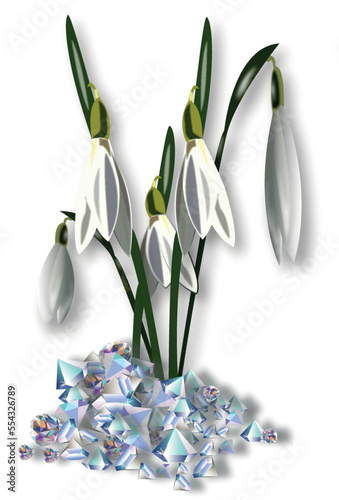 snowdrops in a vase