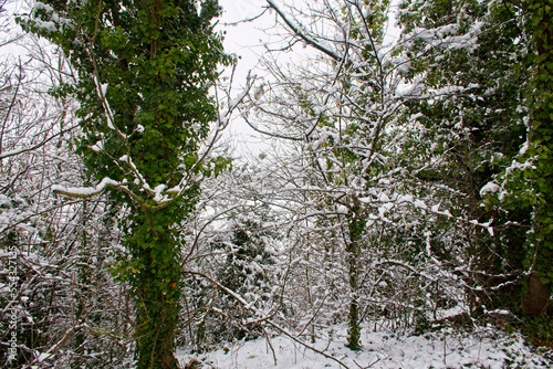 A snow covered woodland landscape