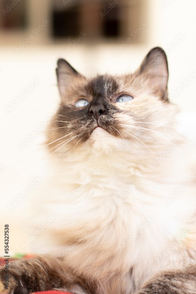 portrait of a ragdoll cat