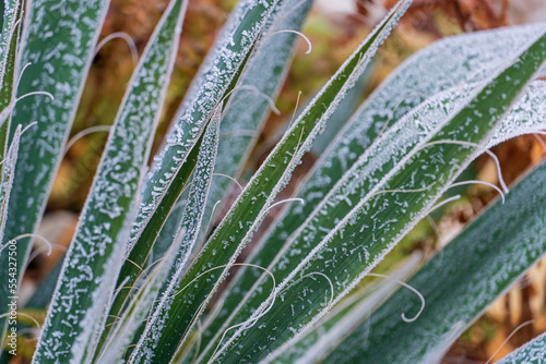 Vereiste Yucca photo