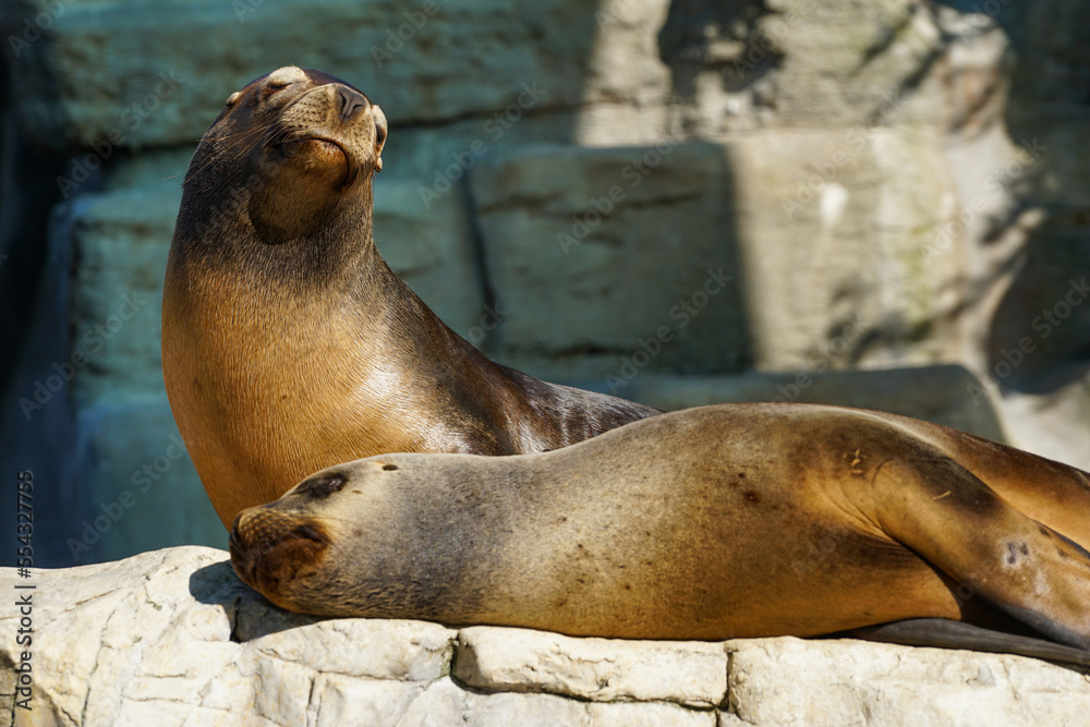 Naklejka premium sea lion on the rocks sunbathing