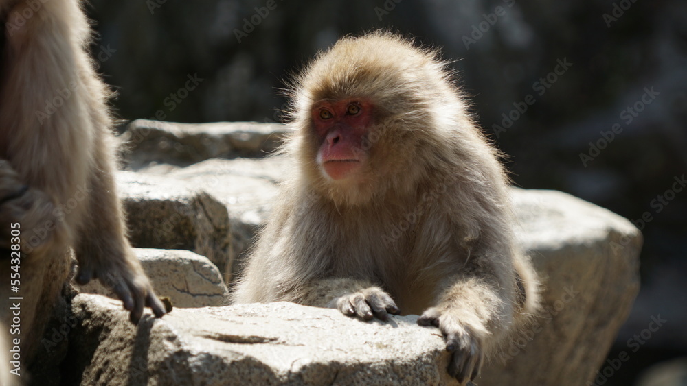 japanese macaque in the hot spring