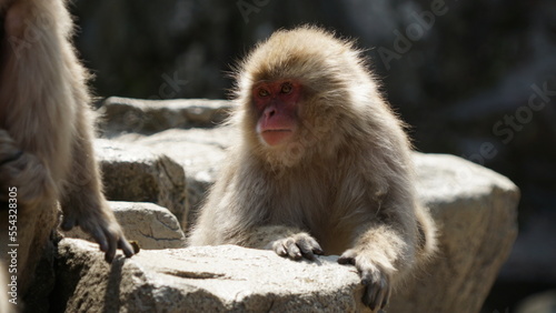 japanese macaque in the hot spring © julianakeung
