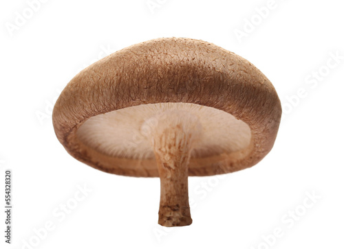 fresh shiitake mushroom isolated on white, clipping
