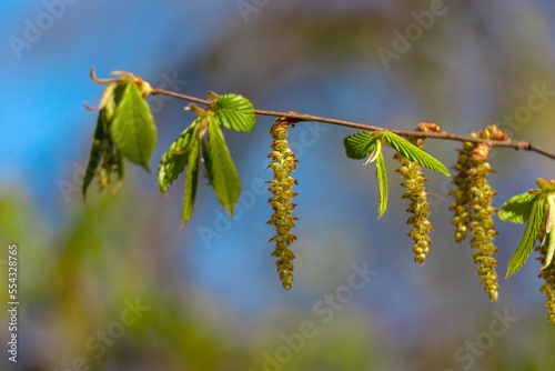 New leaves on the branches of a tree.