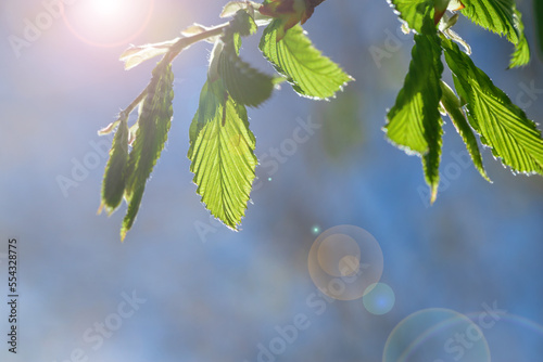 New leaves on the branches of a tree.