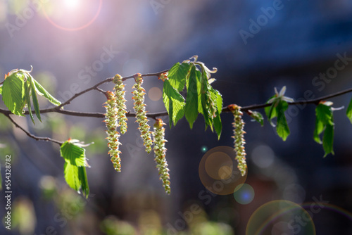 New leaves on the branches of a tree.