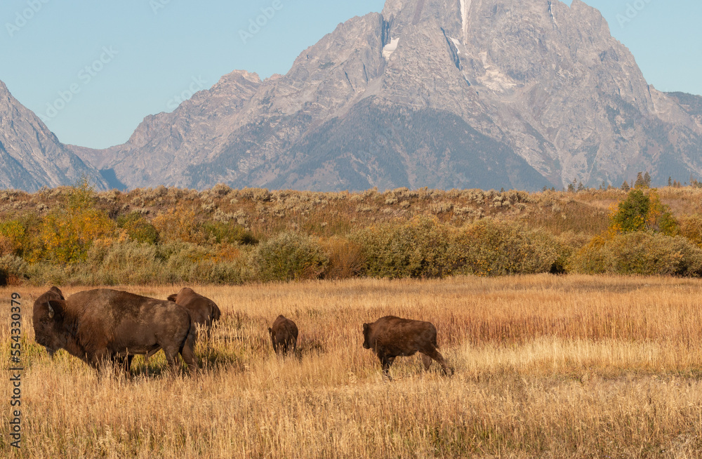Bison in Grand Teton National Park Wyoming in Autumn Bison in Grand Teton National Park Wyoming in Autumn
