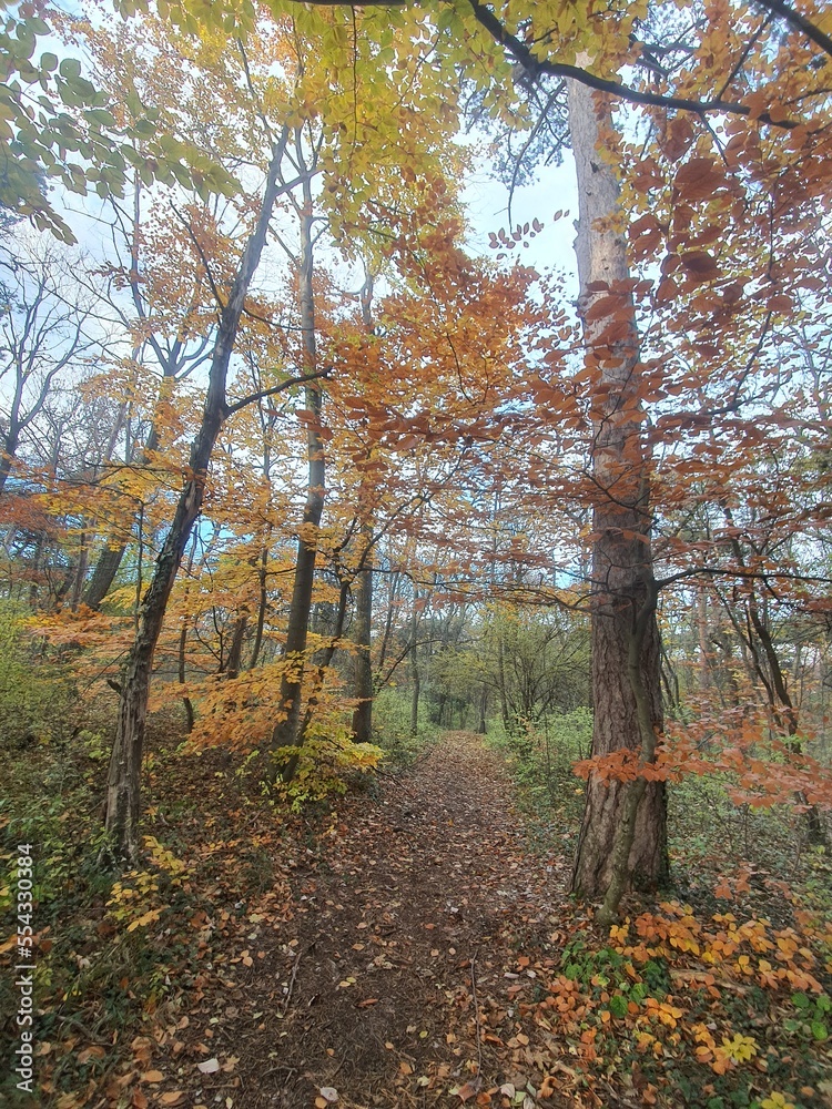Idyllic autumn hiking trail in the forest