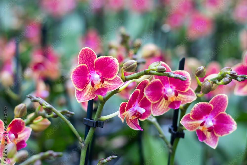 Selective focus close up of purple moth orchids . (Phalaenopsis amabilis). Pink orchid in the greenhouse. Orchid background. Selective focus close up of purple moth orchids . (Phalaenopsis amabilis). Pink orchid in the greenhouse. Orchid background.