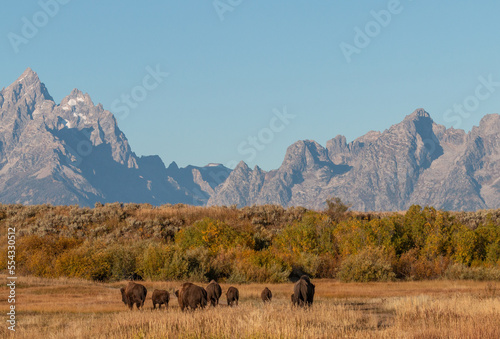 Bison in Grand Teton National Park Wyoming in Autumn