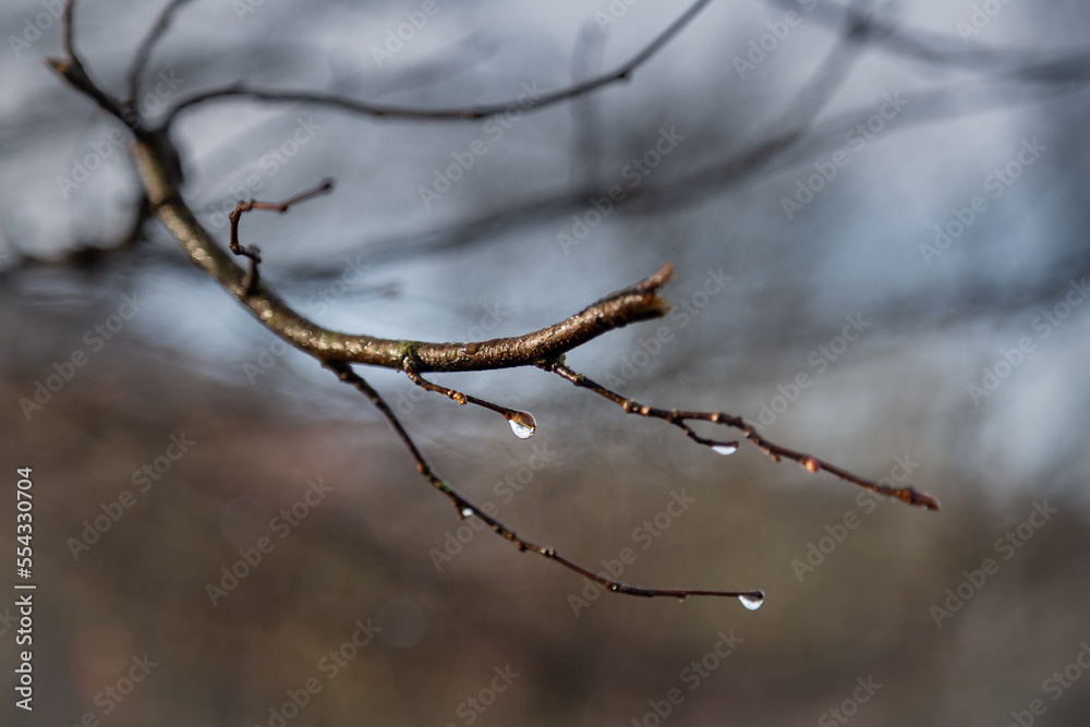 A branch with water drops after the rain. A branch with water drops after the rain.