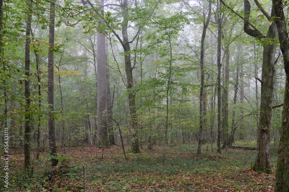 Obraz premium Misty morning in autumnal forest