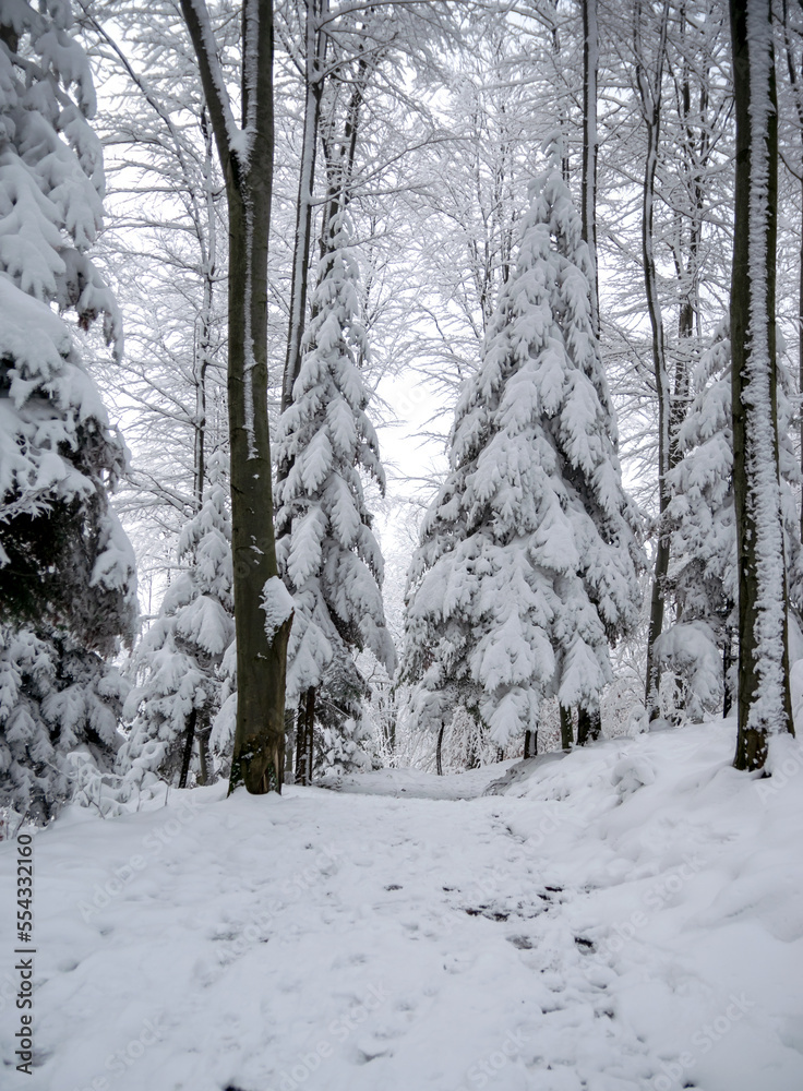 Frosty winter day and view of snow-covered trees in the forest. Frosty winter day and view of snow-covered trees in the forest.