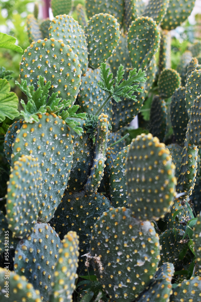 close up cactus close up cactus