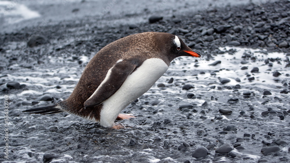 Fototapeta premium Gentoo penguin (Pygoscelis papua) on the beach at Brown Bluff, Antarctica