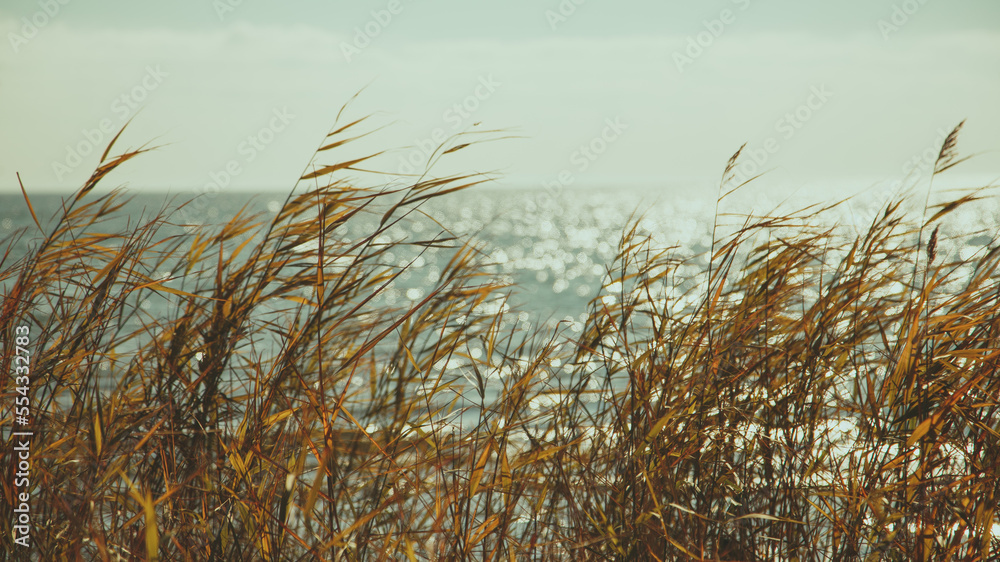 Fototapeta premium Pampas grass and blue sea water in the background