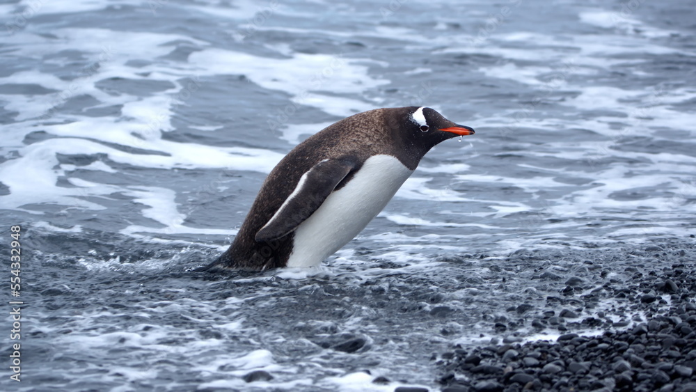 Fototapeta premium Gentoo penguin (Pygoscelis papua) on the beach at Brown Bluff, Antarctica