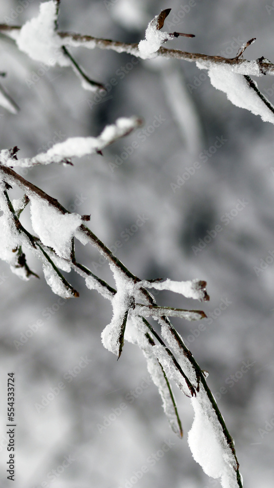 isolated snow covered branches of a tree in winter, black grey white colors, mobile screen wallpaper, vertical phone wallpaper in natural style, winter wallpaper, space for text, mobile screen isolated snow covered branches of a tree in winter, black grey white colors, mobile screen wallpaper, vertical phone wallpaper in natural style, winter wallpaper, space for text, mobile screen
