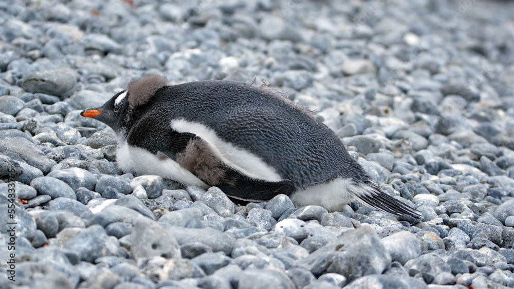 Fototapeta premium Gentoo penguin (Pygoscelis papua) chick lying in the rocks at Brown Bluff, Antarctica