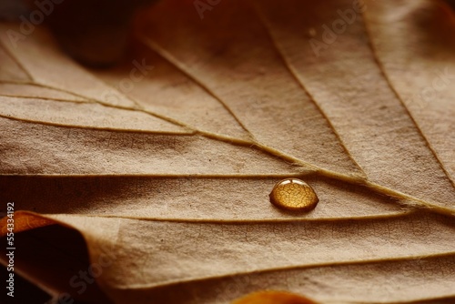 closeup of brown autumn leaf with water drop