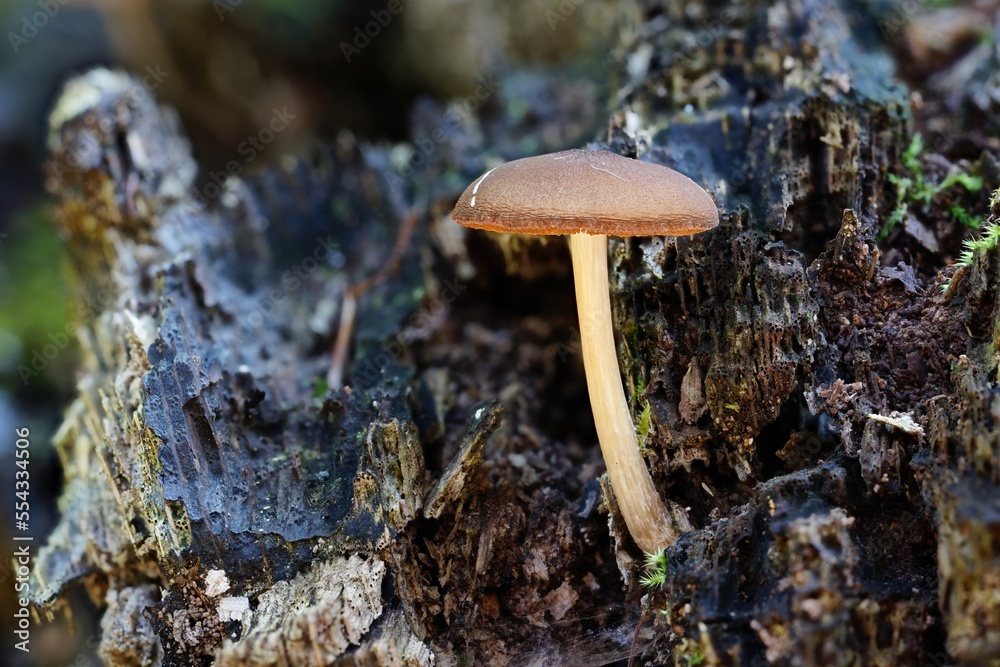 Fototapeta premium fungi and moss on deadwood in autum