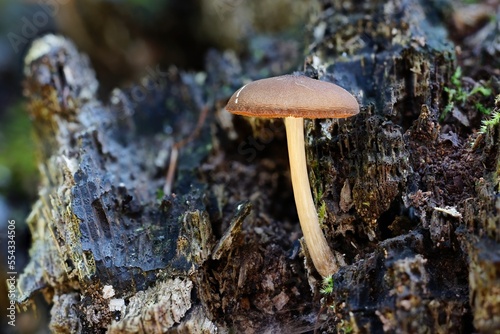 fungi and moss on deadwood in autum