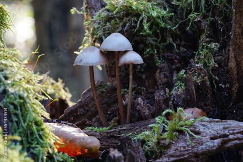 fungi and moss on deadwood in autum