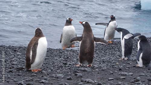 Gentoo penguins  Pygoscelis papua  on the beach at Brown Bluff  Antarctica